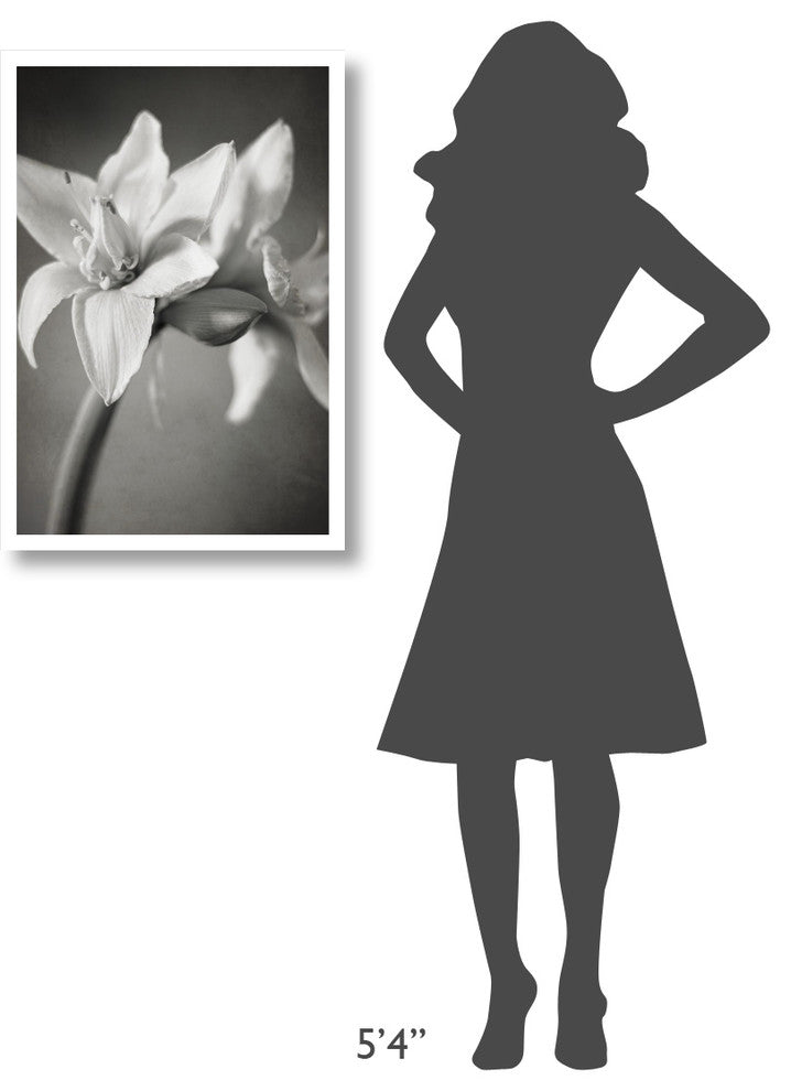 "White Amaryllis I" Digital Paper Print by Laura Marshall, 22"x32"