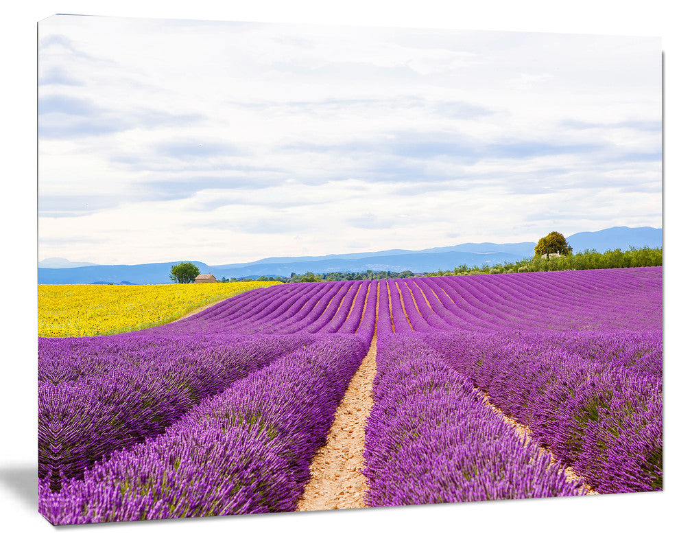 Sunflower and Lavender Fields, Landscape Canvas Wall Art, 20"x12"