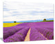 Sunflower and Lavender Fields, Landscape Canvas Wall Art, 20"x12"