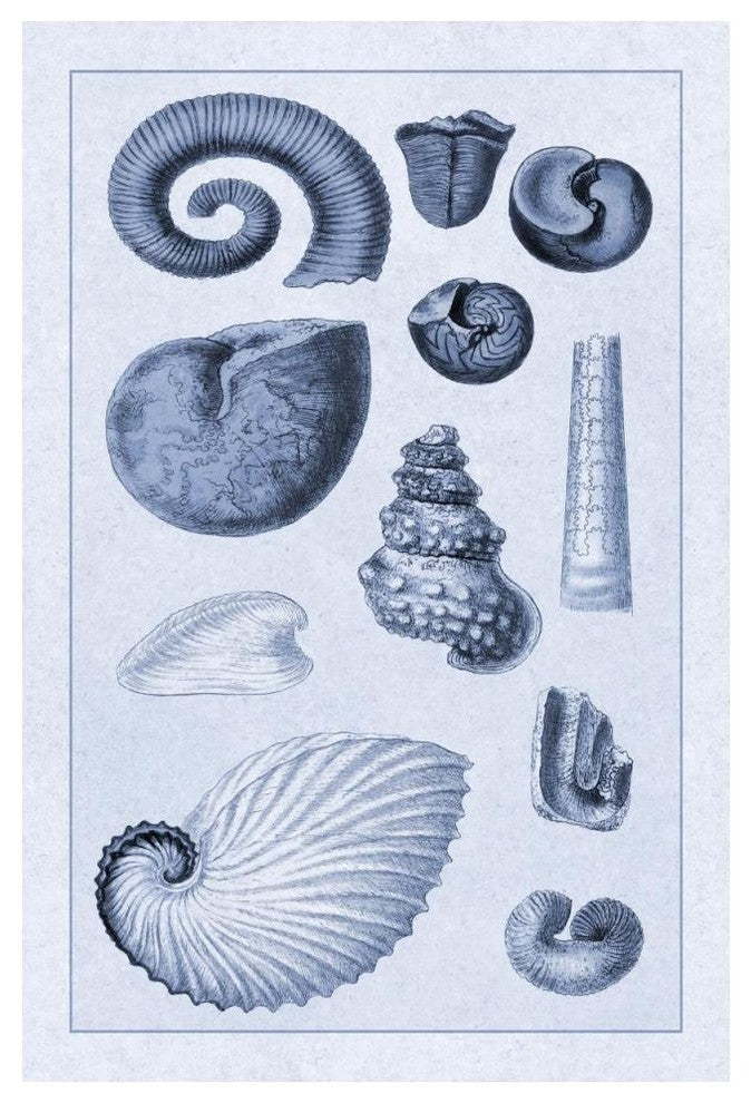 "Shells: Ammonacea (Blue)" Digital Paper Print by G.B. Sowerby, 34"x50"