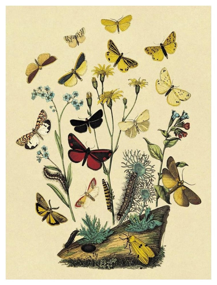"Moths: C. Miniata, S. Aurita, et al." Paper Print by W. F. Kirby, 38"x50"