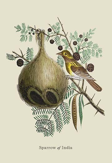 Sparrow of India- Fine Art Giclee Print 24" x 36"