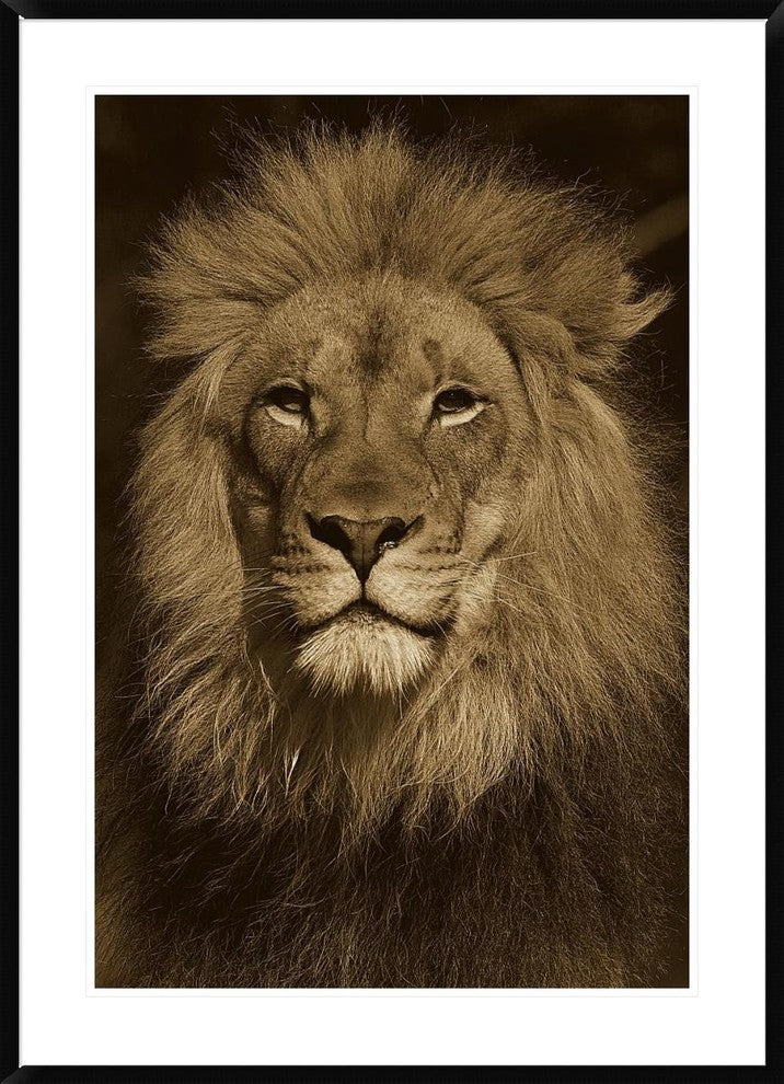 "African Lion male portrait, native to Africa - Sepia"  by San Diego Zoo, 32x44"