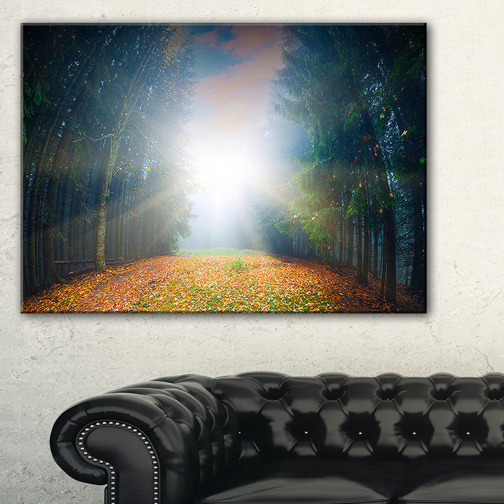"Rising Sun Over Colorful Forest" Landscape Photo Wall Art, 32"x16"