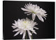 "Simple Beauty" Stretched Canvas Giclee by Kelly Holm, 24"x18"