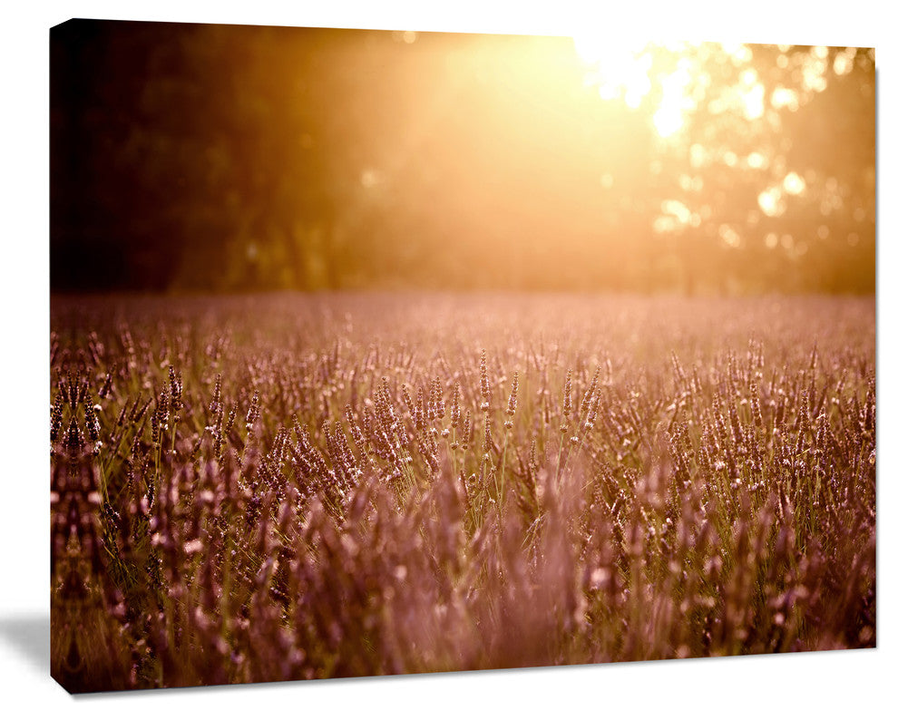 Brown Tinged Lavender Field Sunset, Floral Canvas Art Print, 60"x28"