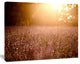 Brown Tinged Lavender Field Sunset, Floral Canvas Art Print, 60"x28"