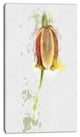 Brown Tulip Sketch Watercolor, Floral Canvas Art Print, 16"x32"
