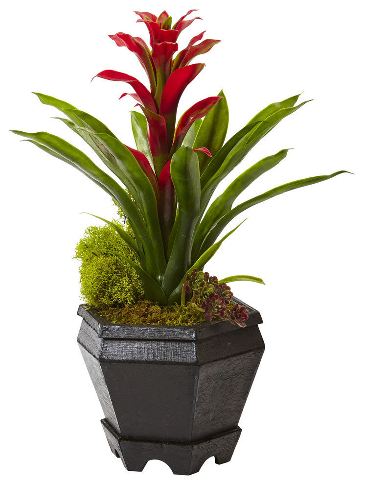Bromeliad In Black Hexagon Planter, Red