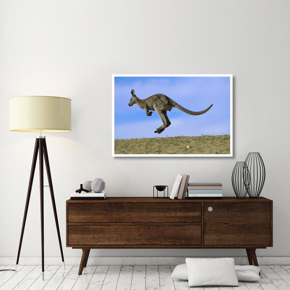 "Wallaroo or Euro Kangaroo hopping, Sturt, New South Wales" Paper Art, 50"x34"