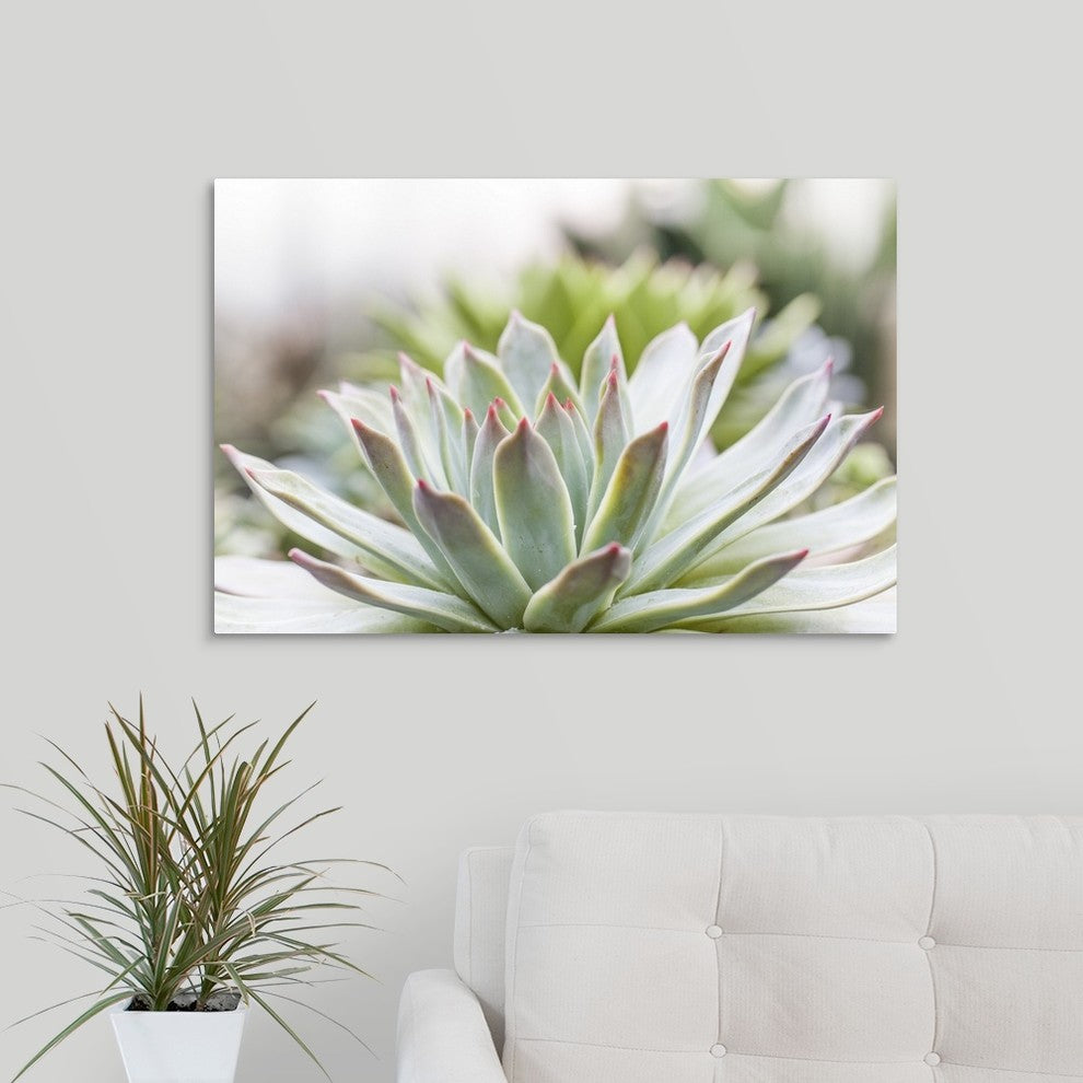 "Succulent Study I" Wrapped Canvas Art Print, 30"x20"x1.5"