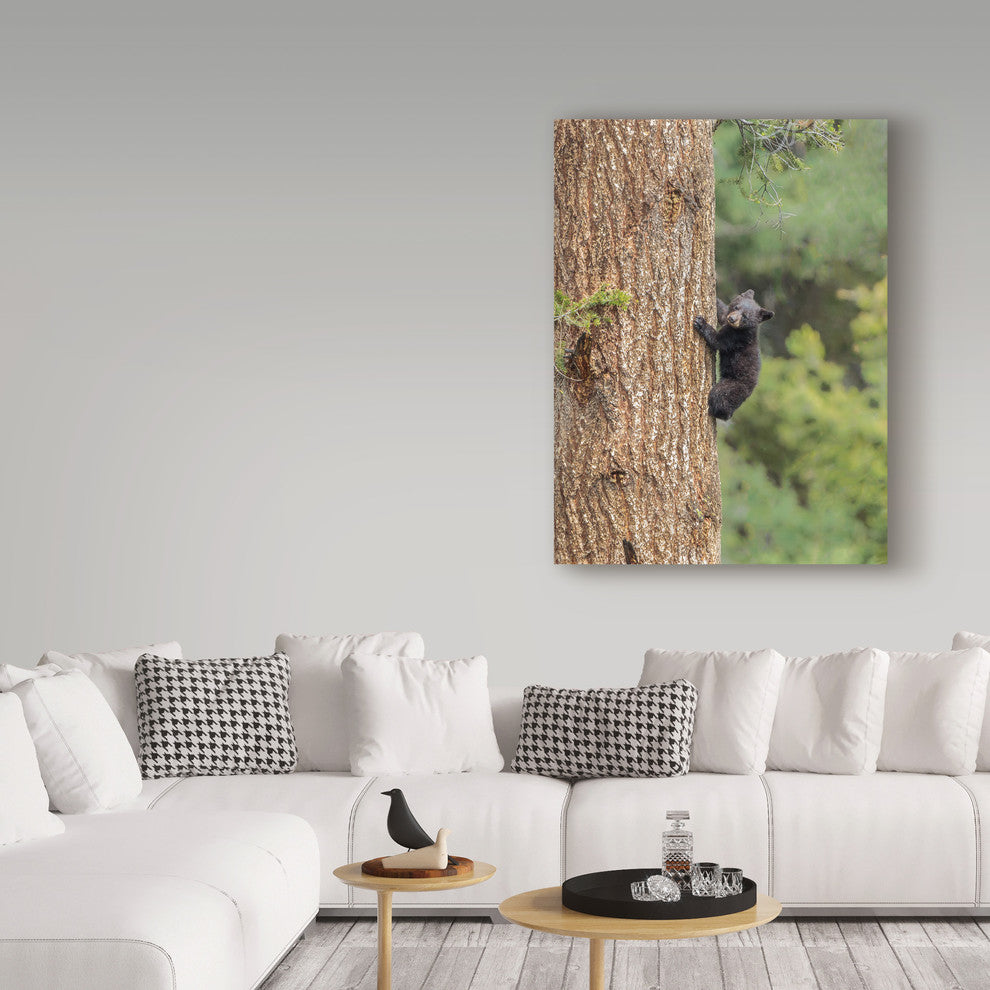 Galloimages Online 'Black Bear Cub Climbing' Canvas Art, 47"x35"