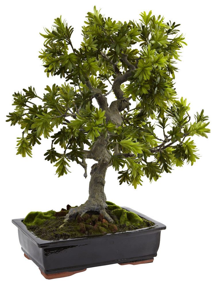 Giant Podocarpus With Mossed Bonsai Planter