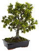 Giant Podocarpus With Mossed Bonsai Planter