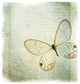 "Floating Butterfly I" Digital Paper Print by Debra Van Swearingen, 38"x38"