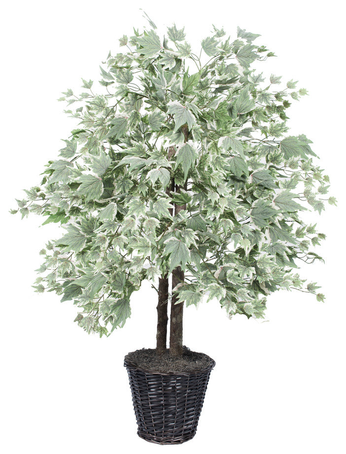 4' Silver Maple Bush