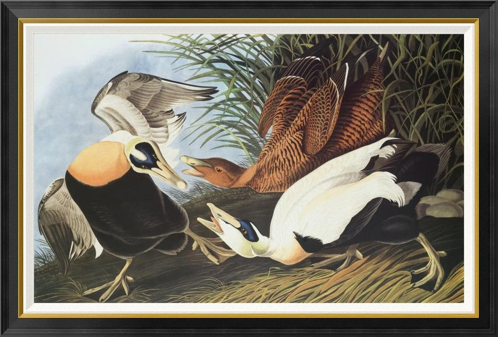 "Eider Duck" Framed Canvas Giclee by John James Audubon, 46x31"