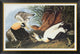 "Eider Duck" Framed Canvas Giclee by John James Audubon, 46x31"