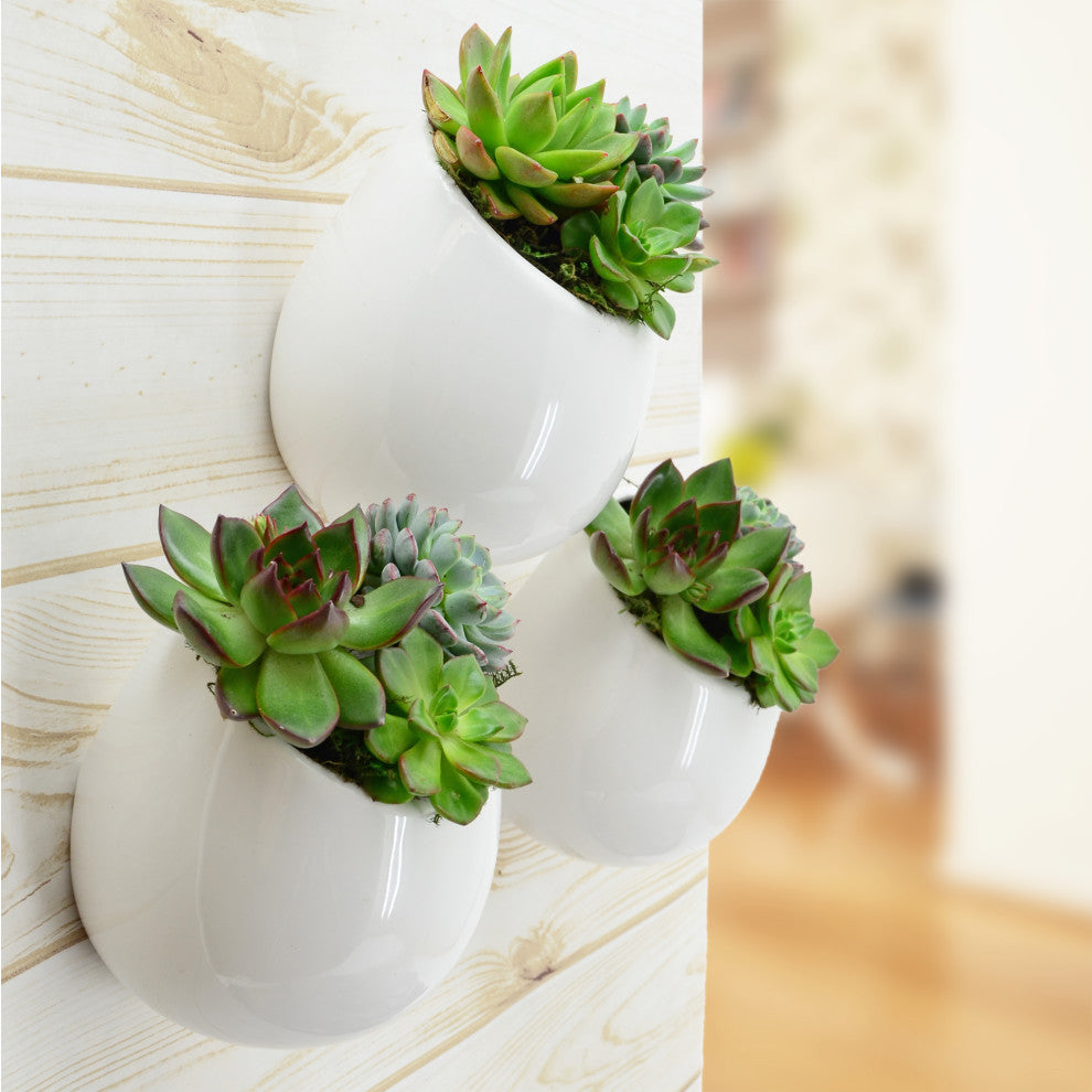 Small Round Wall Planters, Set of 3, Glossy White