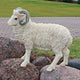 Curly The Ram Statue