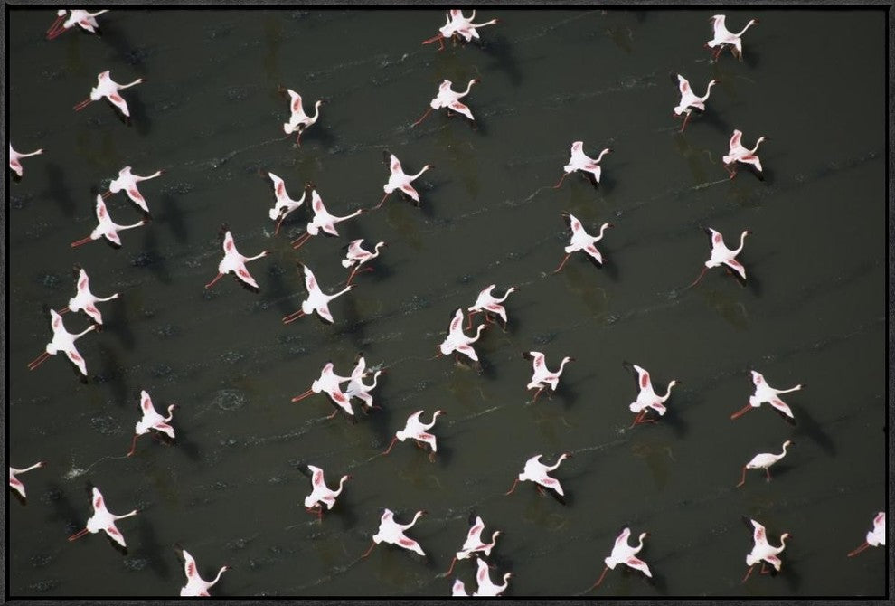 Lesser Flamingo Flock Taking Flight From The Surface Of A Lake, Kenya, 36"x24"