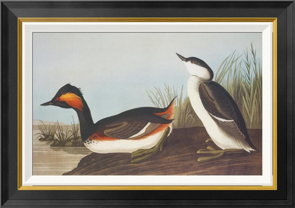 "Eared Grebe" Framed Canvas Giclee by John James Audubon, 28x20"