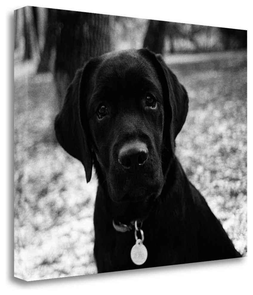 "Zoey" By Kim Levin, Fine Art Giclee Print on Gallery Wrap Canvas, Ready to Hang
