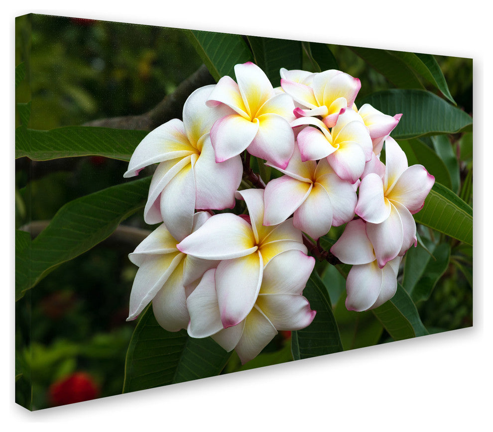 Pierre Leclerc 'Plumeria' Canvas Art, 47x30