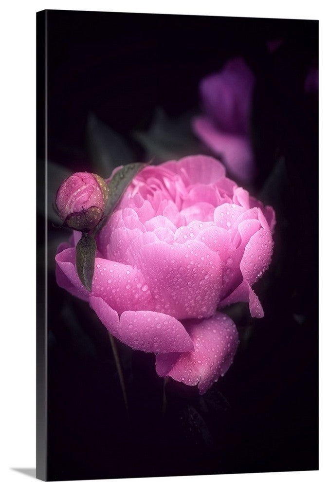 "Pink Peony" Wrapped Canvas Art Print, 24"x36"x1.5"