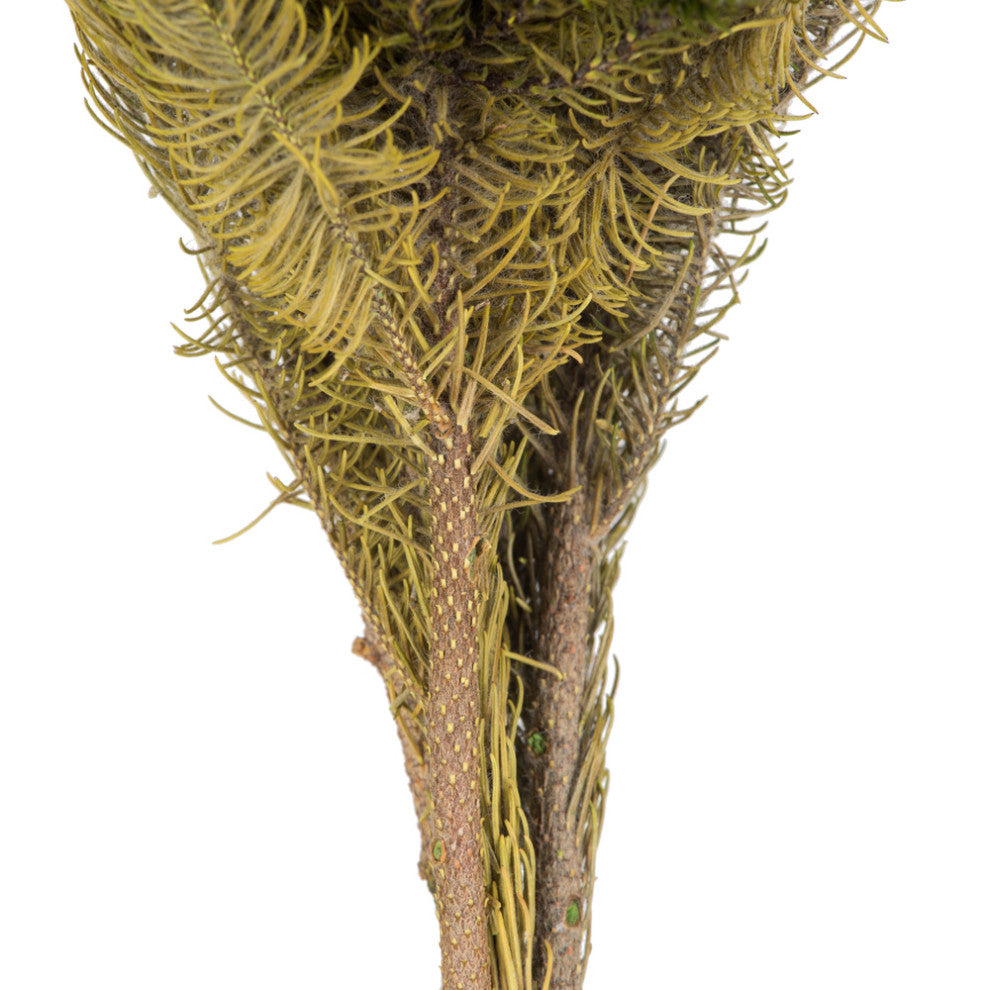Vickerman H1Bru000 12-16" Natural Green Brunia, 4 Oz Bundle, Preserved
