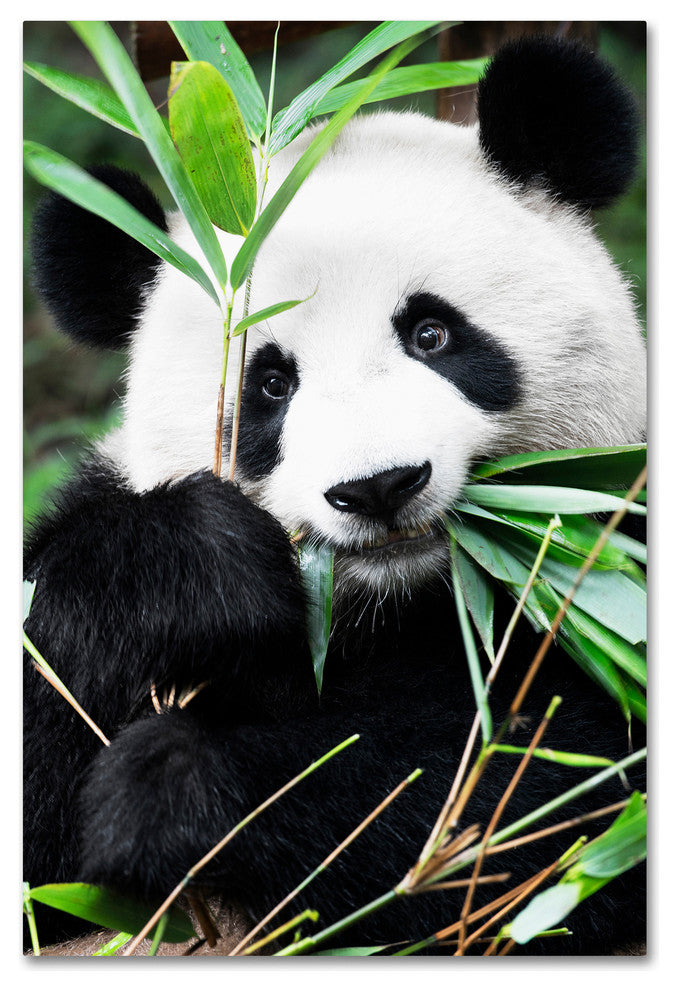 Philippe Hugonnard 'Giant Panda I' Canvas Art, 19"x12"