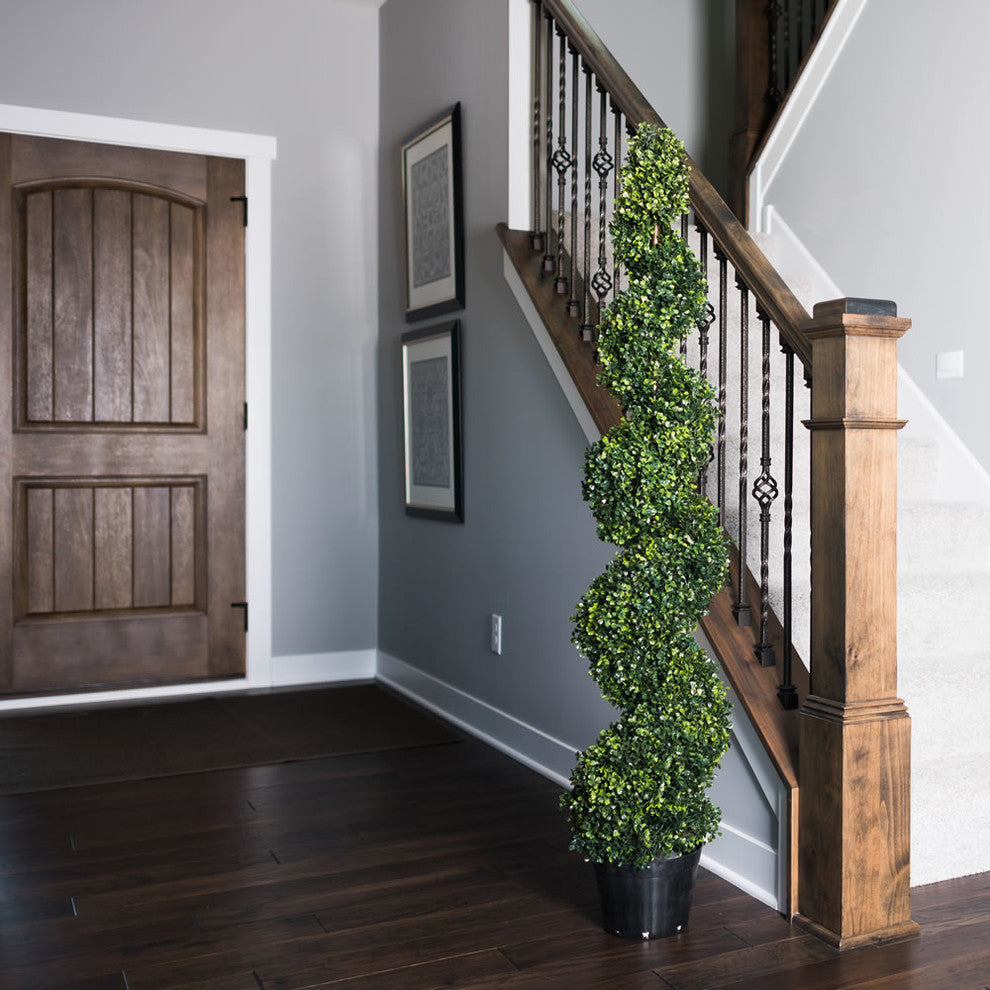 5' Boxwood Spiral In Pot (Uv)