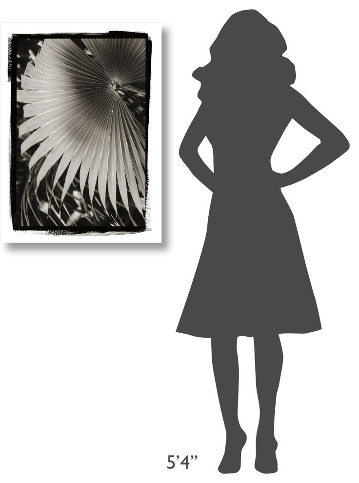 "Palm Frond II" Digital Paper Print by Debra Van Swearingen, 23"x32"