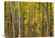 "Aspen Trees In Autumn, Santa Fe National Forest, New Mexico" Artwork