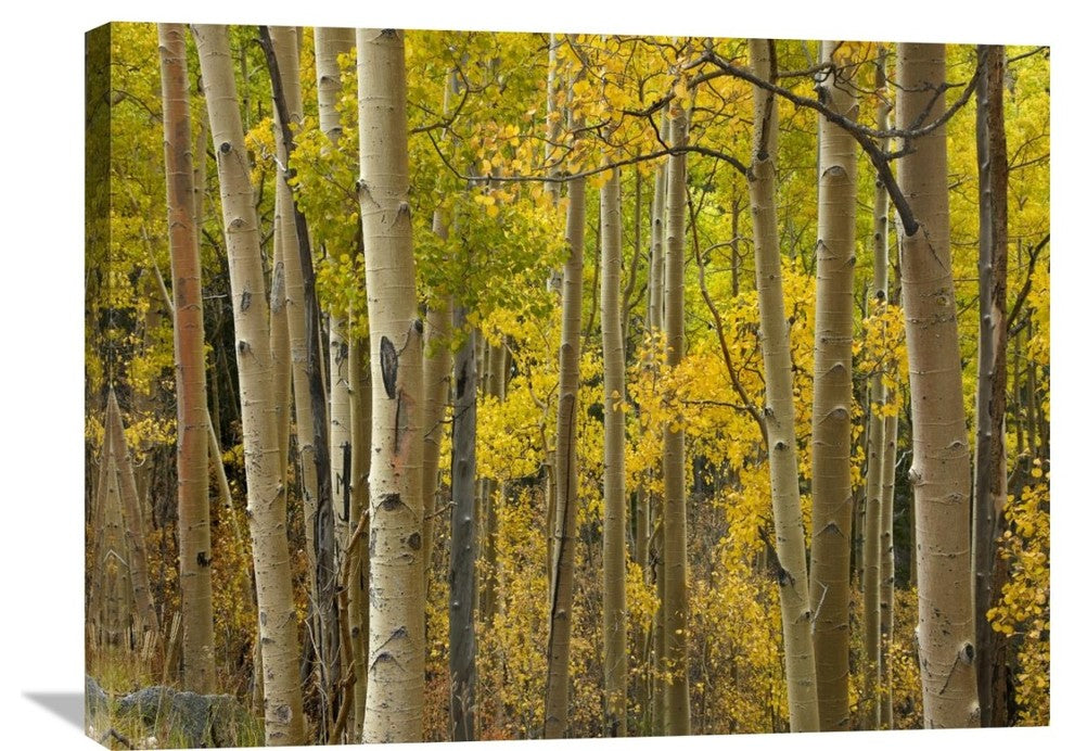 "Aspen Trees In Autumn, Santa Fe National Forest, New Mexico" Artwork