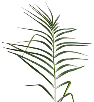 Close-up crop of a palm frond on white background; crop highlighting leaf detail.