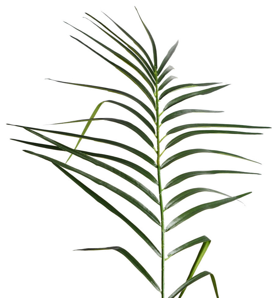 Close-up crop of a palm frond on white background; crop highlighting leaf detail.