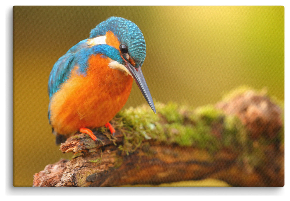 Kingfisher Bird on Perch 2 Animal Wildlife Photo Canvas Wall Art Prints, 24" X 36"