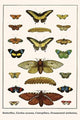 Butterflies, Garden Acraeas, Caterpillars, Ornamented Utetheisas