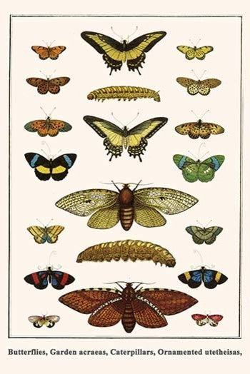 Butterflies, Garden Acraeas, Caterpillars, Ornamented Utetheisas