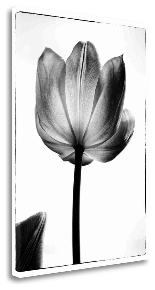 "Translucent Tulips I" By Debra Van Swearingen, Giclee on Gallery Wrap Canvas