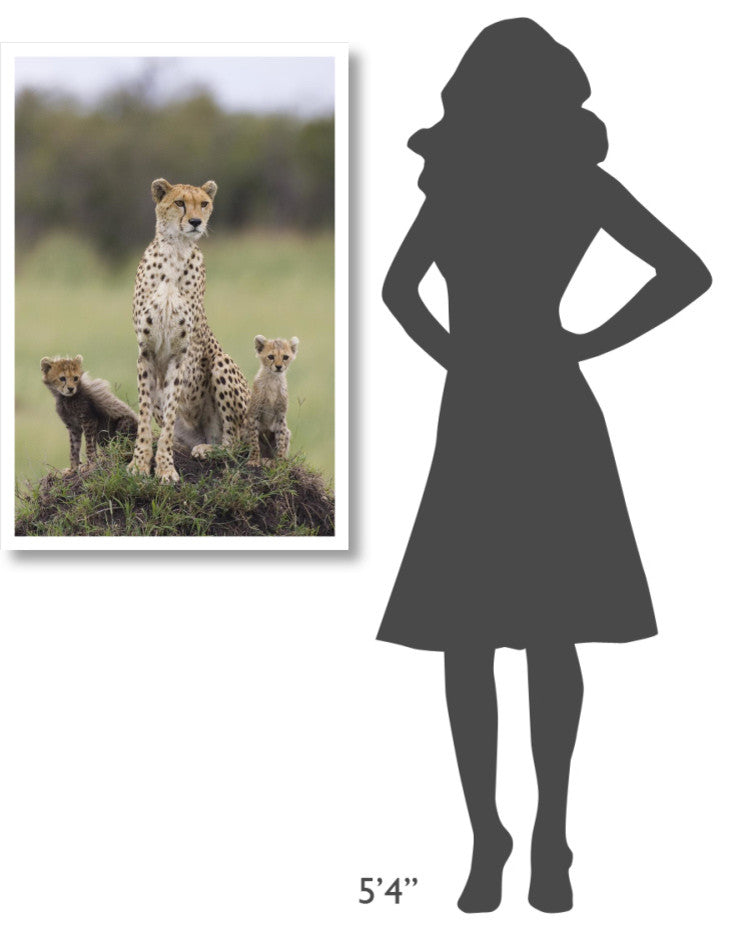 "Cheetah mother and 8-9 week old cubs, Maasai Mara Reserve" Paper Art, 26"x38"