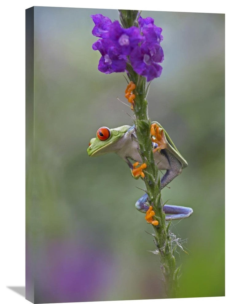 "Red-Eyed Tree Frog Climbing On Flower, Costa Rica" Artwork, 20" x 30"