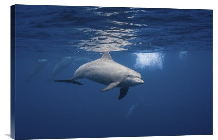 "Curious Dolphin" Stretched Canvas Giclee by Barathieu Gabriel, 24"x16"