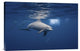"Curious Dolphin" Stretched Canvas Giclee by Barathieu Gabriel, 24"x16"