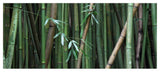'Bamboo' Canvas Art by Pierre Leclerc