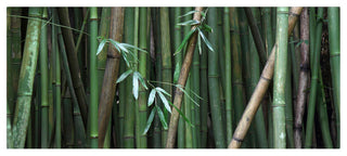 'Bamboo' Canvas Art by Pierre Leclerc