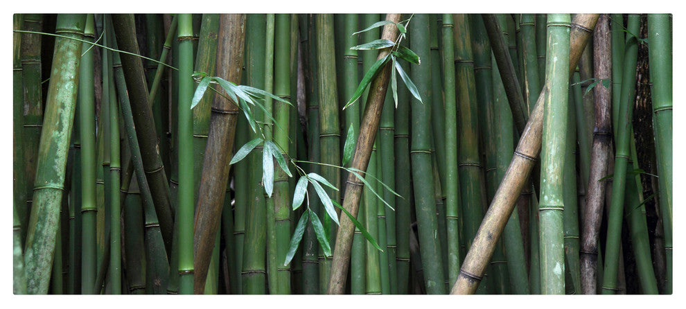 'Bamboo' Canvas Art by Pierre Leclerc