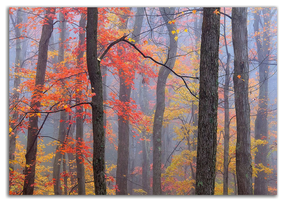 "Fire in the Fog" by Patrick Zephyr, Print on Canvas, 17"x12"