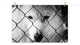Dreams of Freedom Black & White Wildlife Photo (Wolf) Unframed Wall Art Print, 8" X 10"